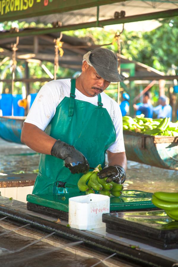 Trabajador de la Zona Bananera, Chigorodo, Uraba, ...