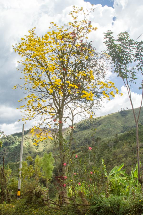 Tabebuia chrysantha