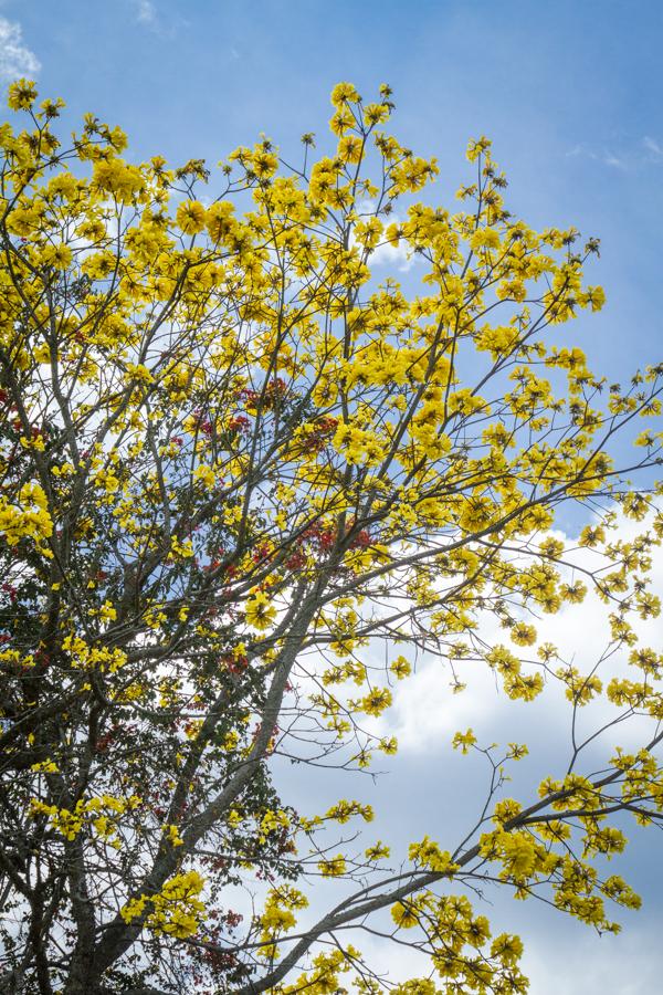 Tabebuia chrysantha