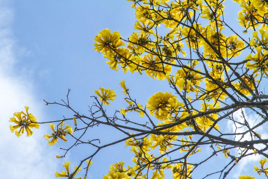 Tabebuia chrysantha