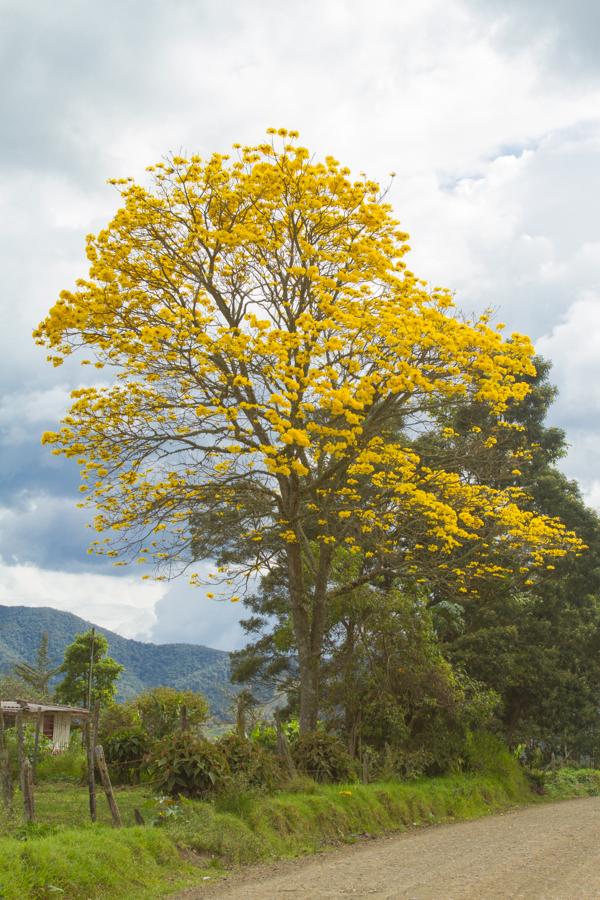 Tabebuia chrysantha