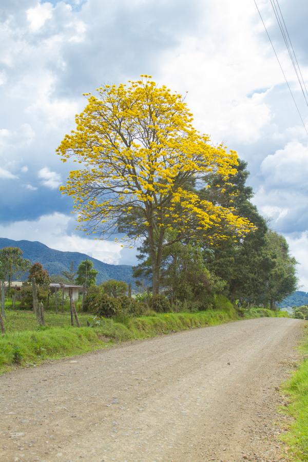 Tabebuia chrysantha