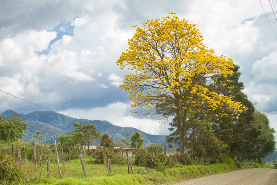 Tabebuia chrysantha