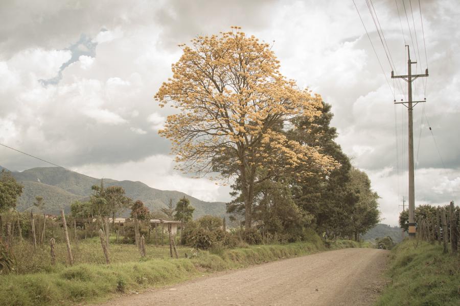 Tabebuia chrysantha