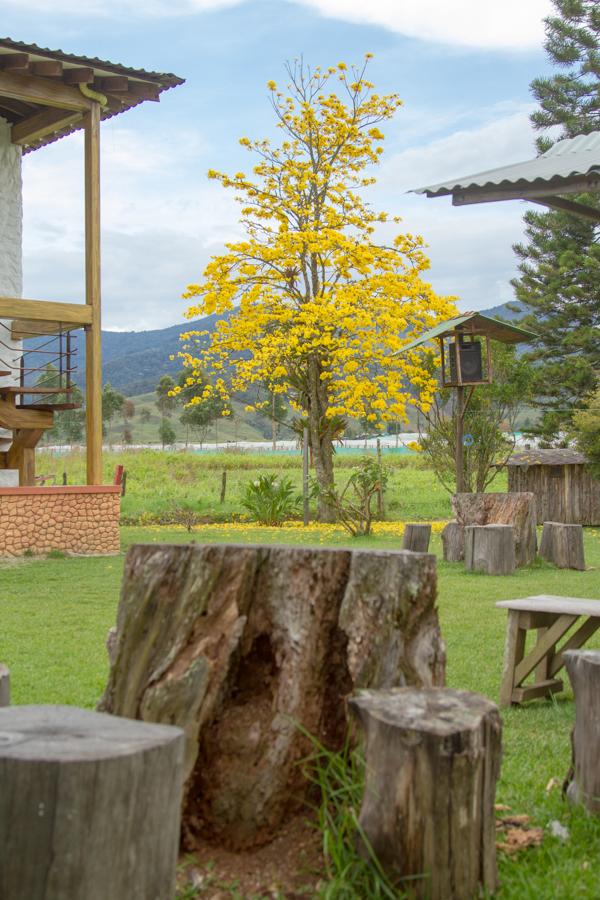 Guayacan en el Campo