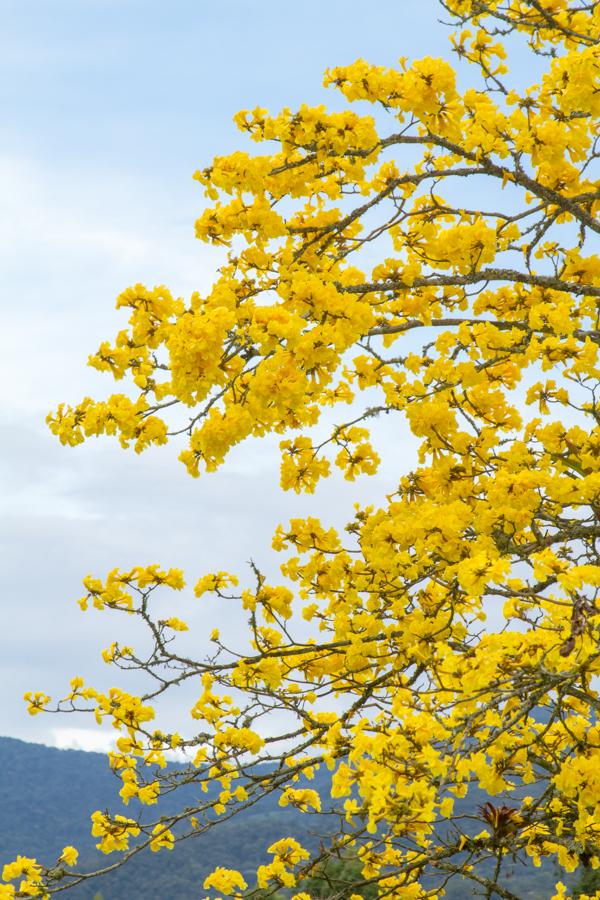 Tabebuia chrysantha