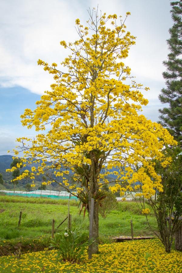 Tabebuia chrysantha