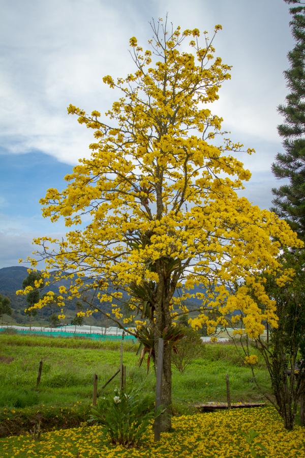 Tabebuia chrysantha