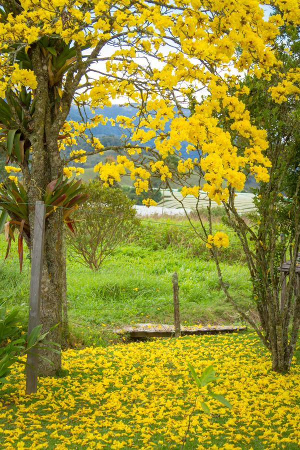 Tabebuia chrysantha