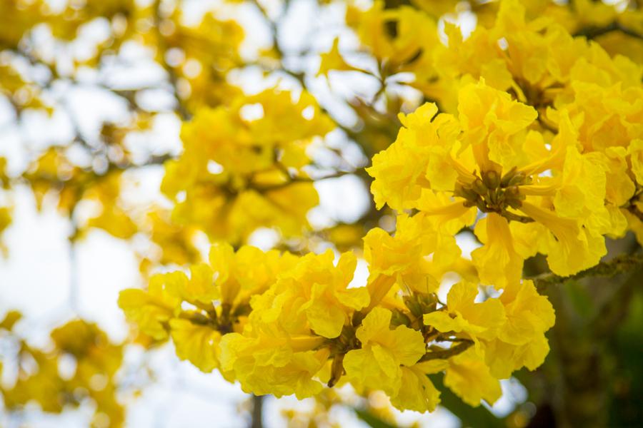 Tabebuia chrysantha