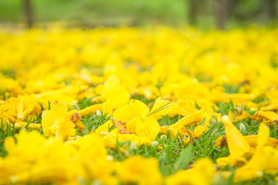 Tabebuia chrysantha