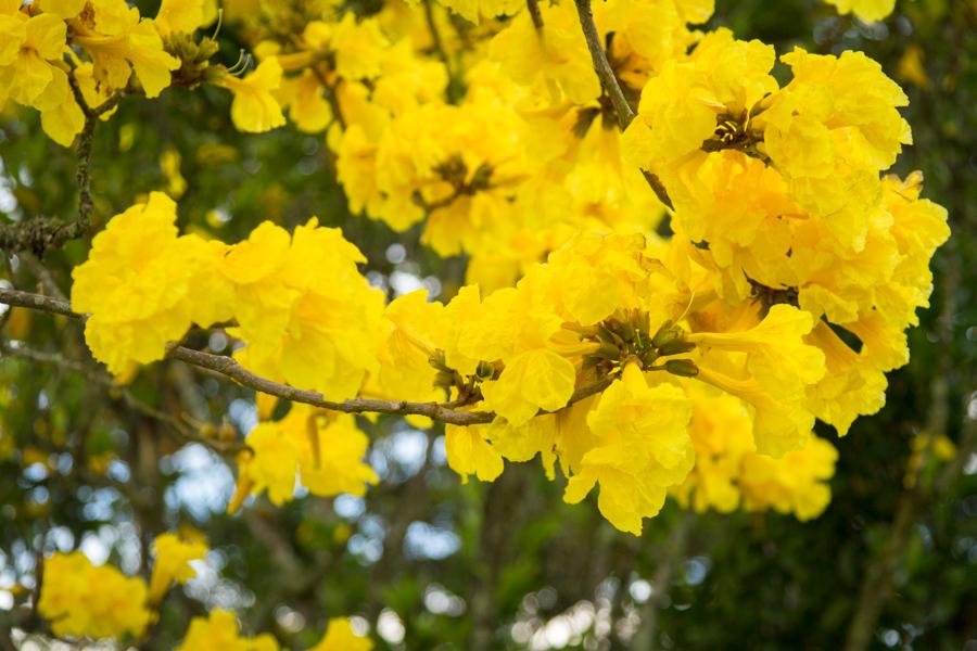 Tabebuia chrysantha