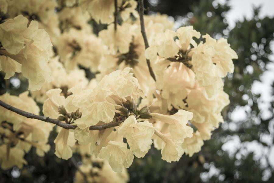 Tabebuia chrysantha