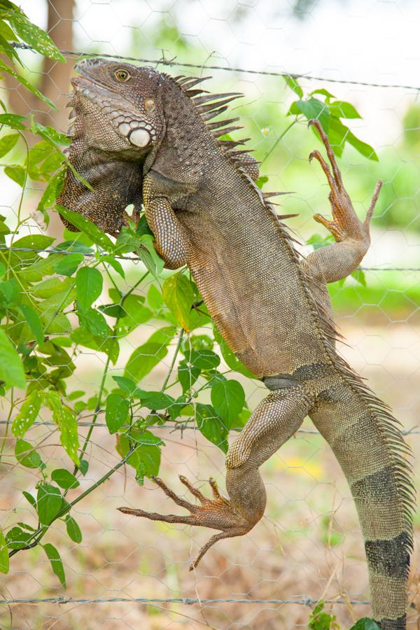 Iguana iguana