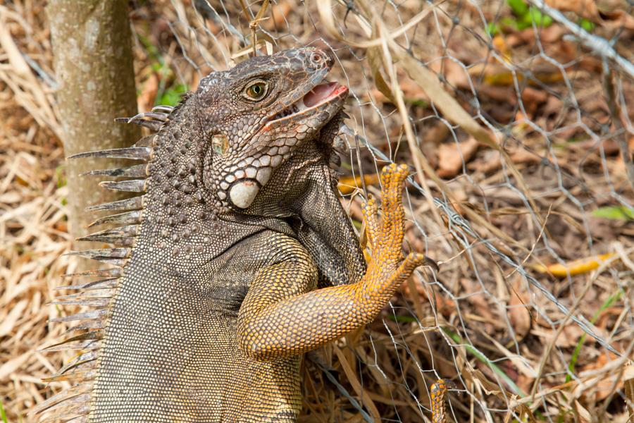 Iguana iguana