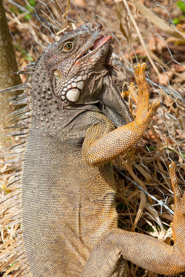 Iguana iguana