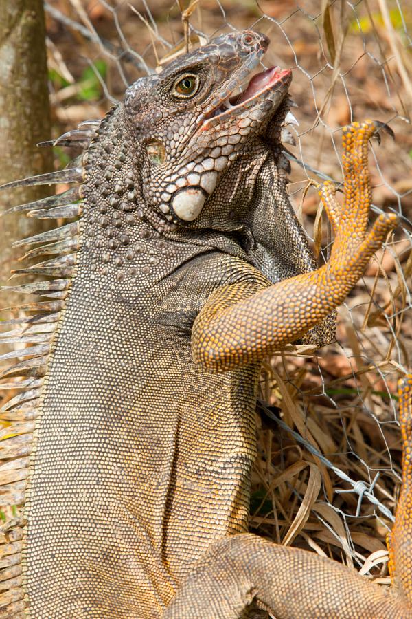 Iguana iguana