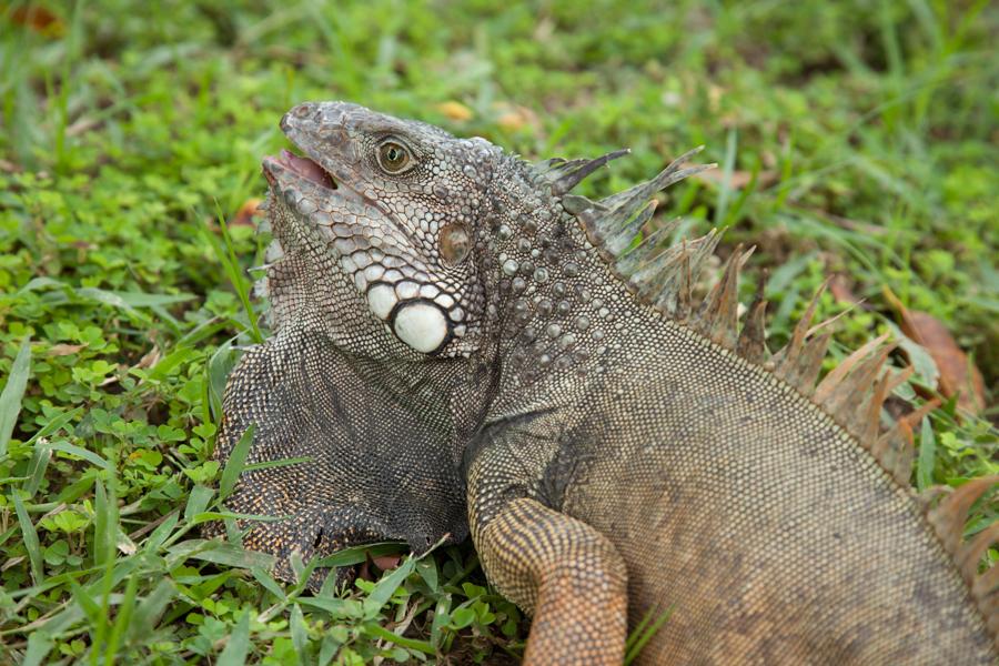 Iguana iguana