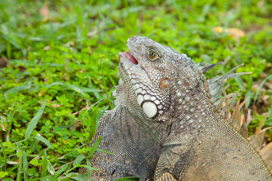 Iguana iguana