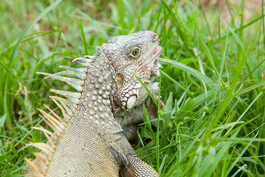 Iguana iguana