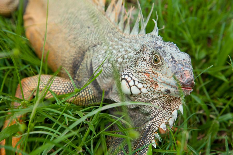 Iguana iguana