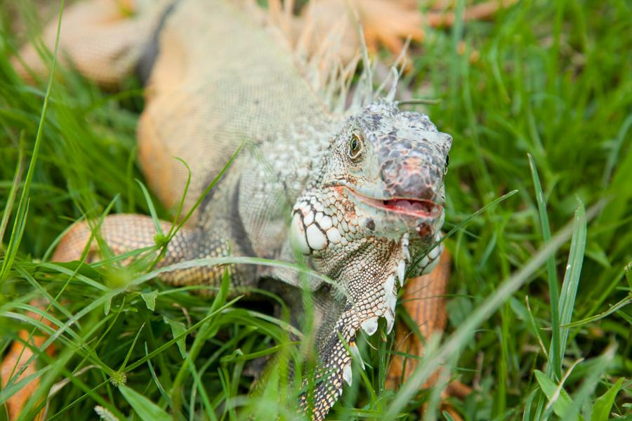 Iguana iguana