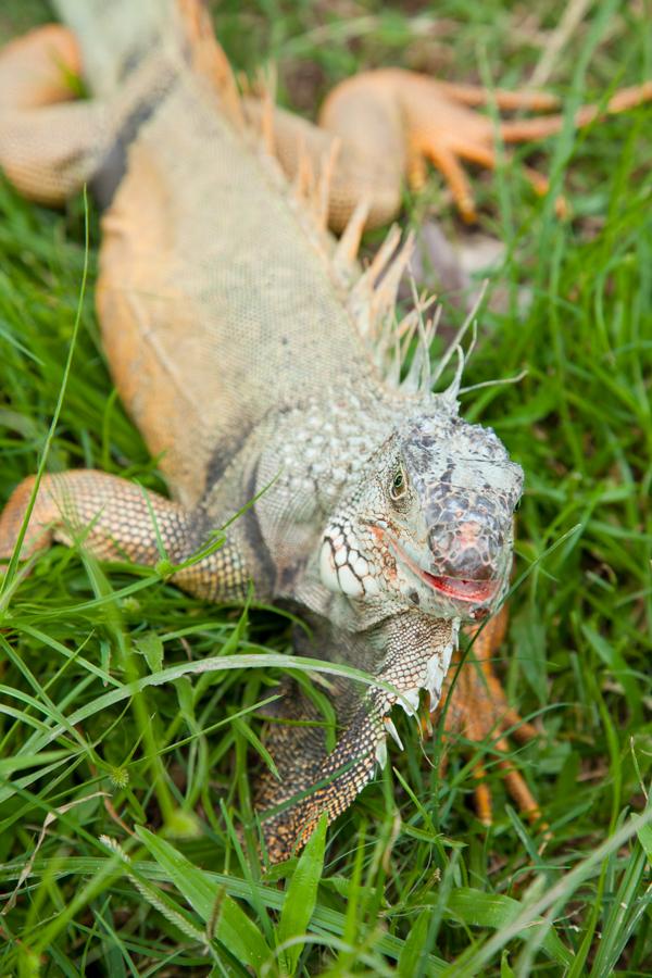 Iguana iguana