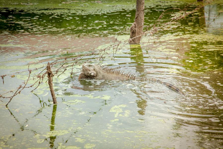 Iguana iguana