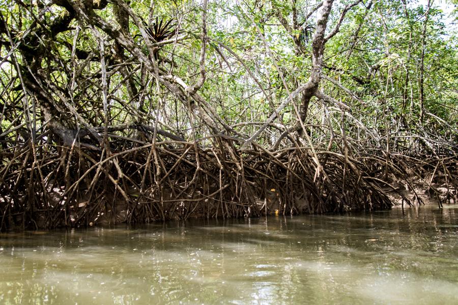 Manglar en Rio Terco, Coqui, Nuqui, Choco, Quibdo,...