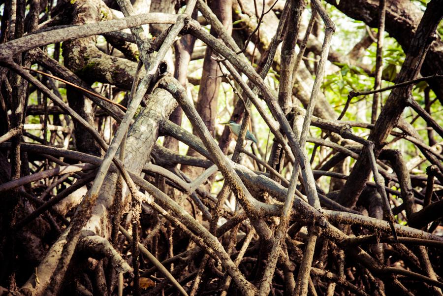 Detalle de Manglar, Coqui, Nuqui, Choco, Quibdo, C...