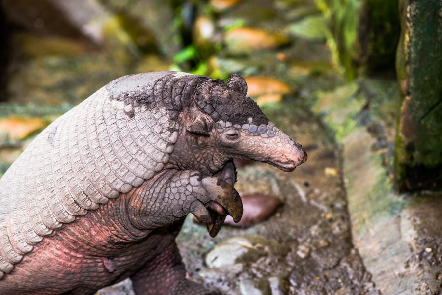 Armadillo Gigante, Bioparque los Ocarros, Villavic...