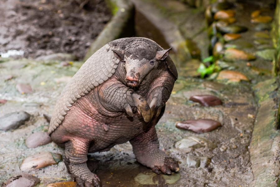 Armadillo Gigante, Bioparque los Ocarros, Villavic...