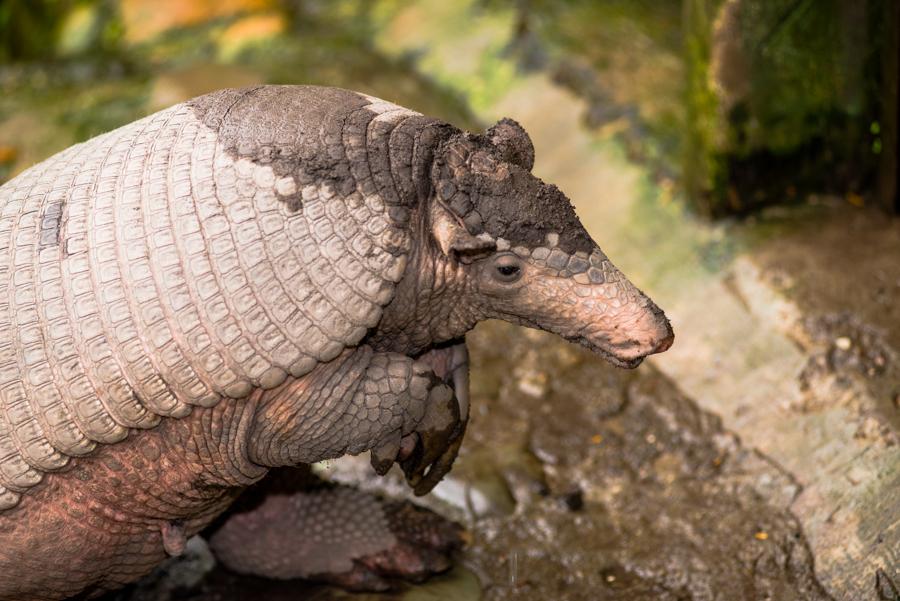 Armadillo Gigante, Bioparque los Ocarros, Villavic...