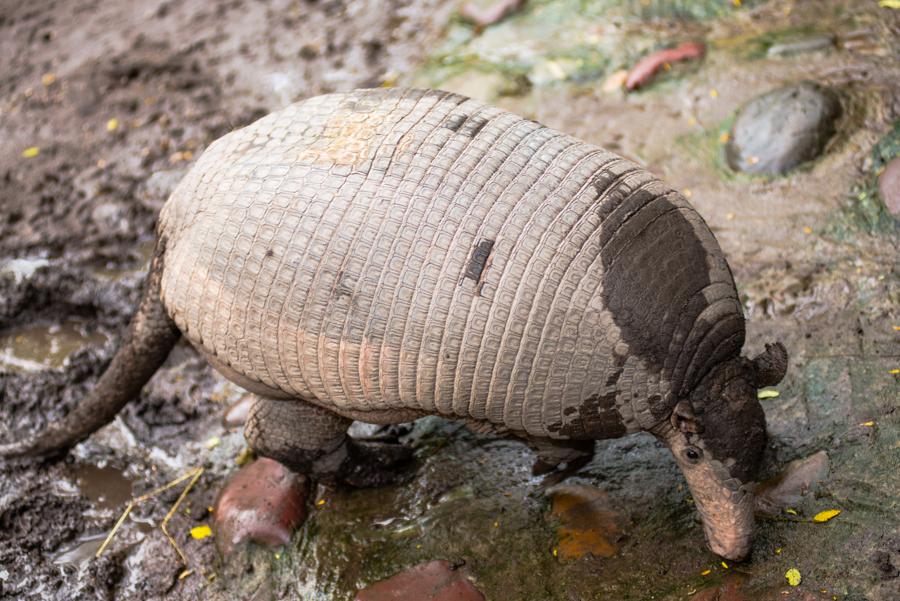 Armadillo Gigante, Bioparque los Ocarros, Villavic...