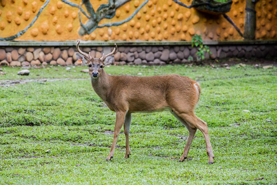 Ciervo Comun, Bioparque los Ocarros, Villavicencio...