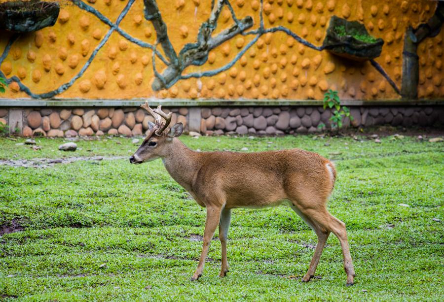 Ciervo Comun, Bioparque los Ocarros, Villavicencio...