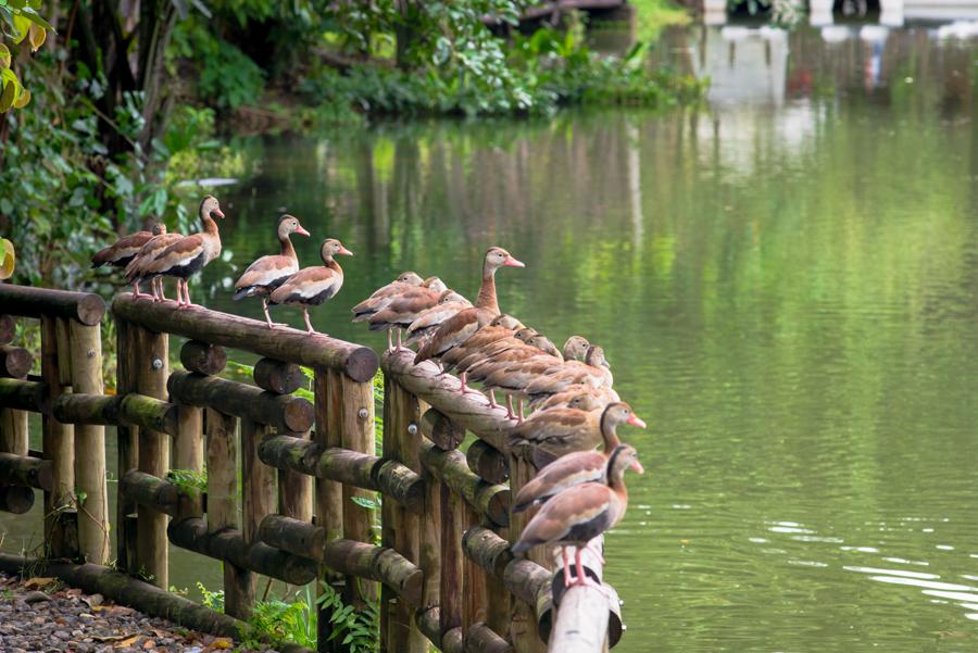 Bioparque los Ocarros, Villavicencio, Meta, Colomb...