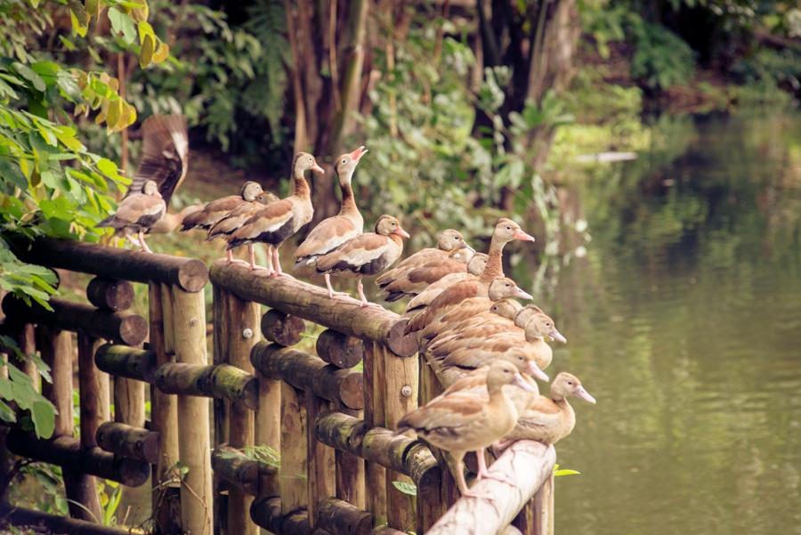 Bioparque los Ocarros, Villavicencio, Meta, Colomb...