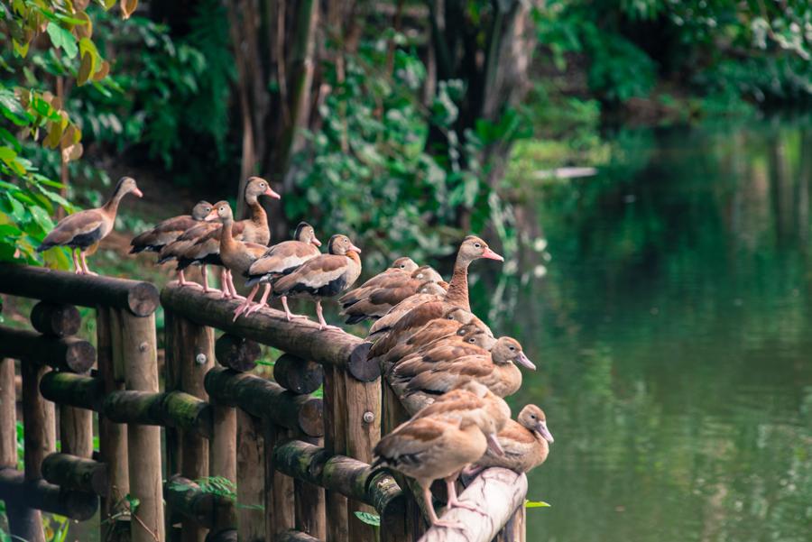 Bioparque los Ocarros, Villavicencio, Meta, Colomb...