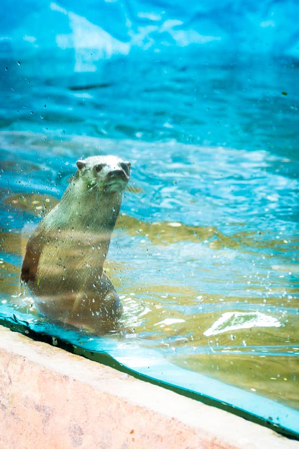 Nutria, Bioparque los Ocarros, Villavicencio, Meta...