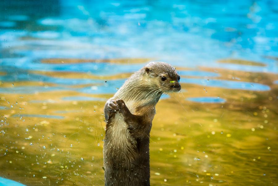 Nutria, Bioparque los Ocarros, Villavicencio, Meta...