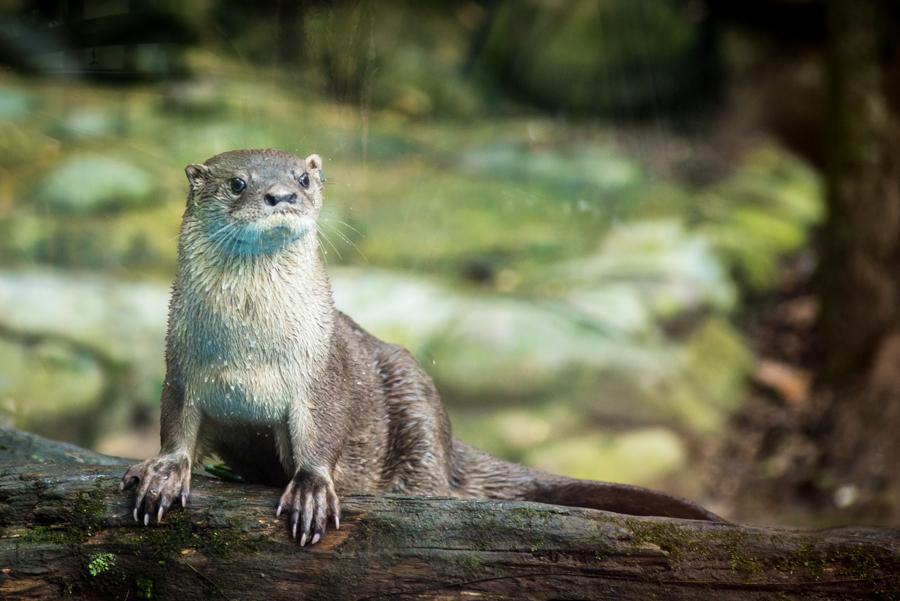 Nutria, Bioparque los Ocarros, Villavicencio, Meta...