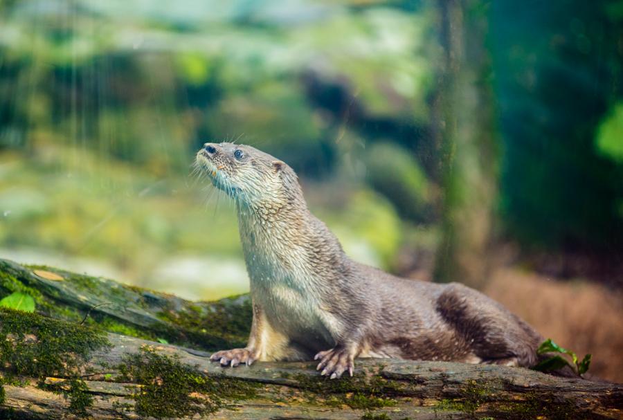 Nutria, Bioparque los Ocarros, Villavicencio, Meta...