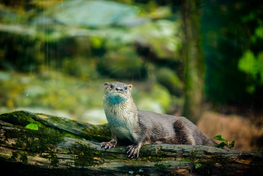 Nutria, Bioparque los Ocarros, Villavicencio, Meta...