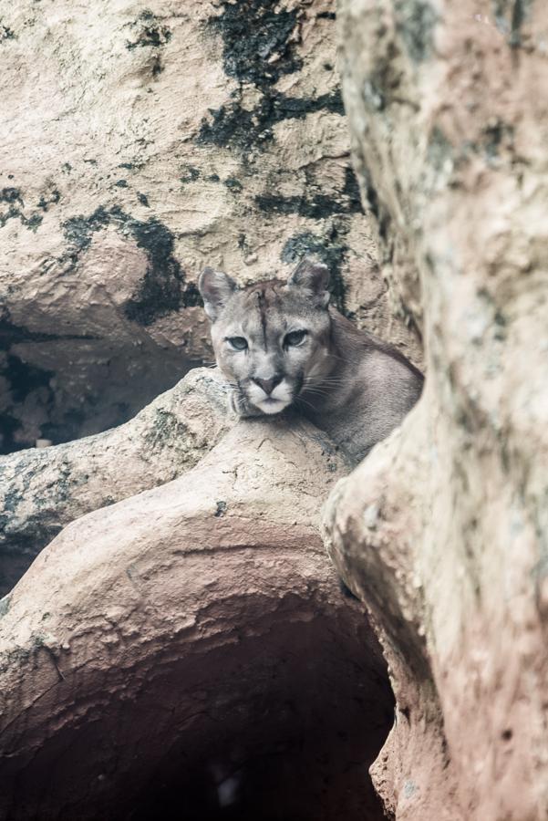 Puma concolor, Bioparque los Ocarros, Villavicenci...