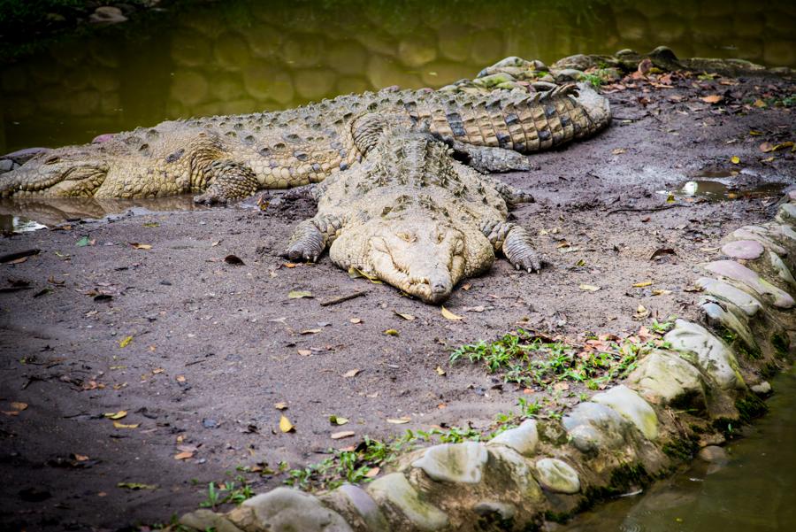 Caiman del Orinoco, Bioparque los Ocarros, Villavi...