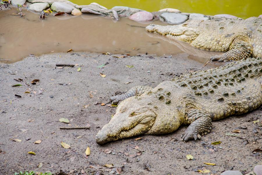 Caiman del Orinoco, Bioparque los Ocarros, Villavi...