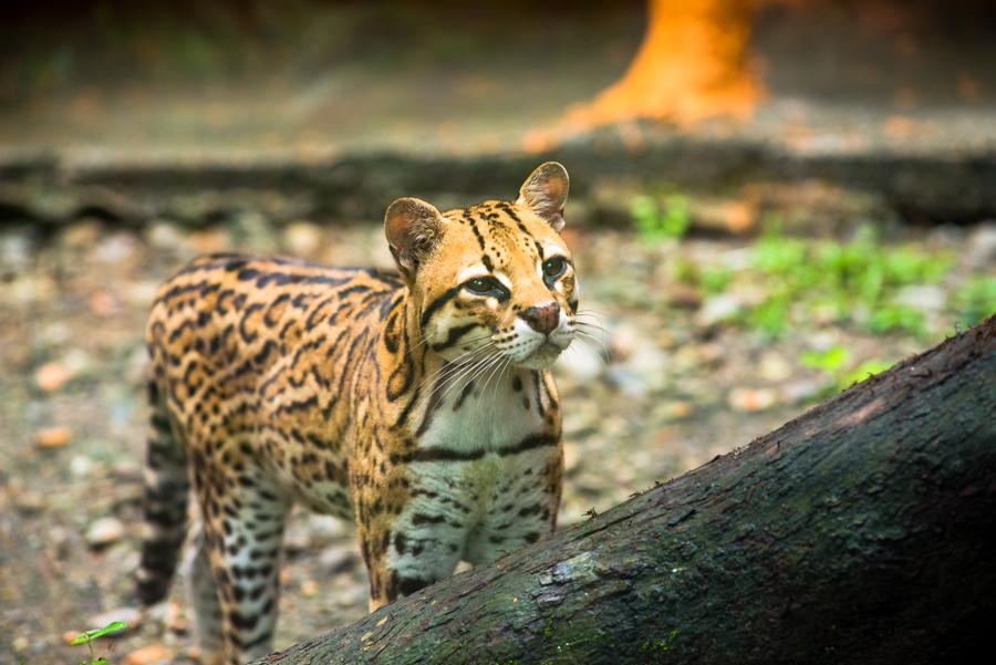 Leopardo Tigre, Bioparque los Ocarros, Villavicenc...