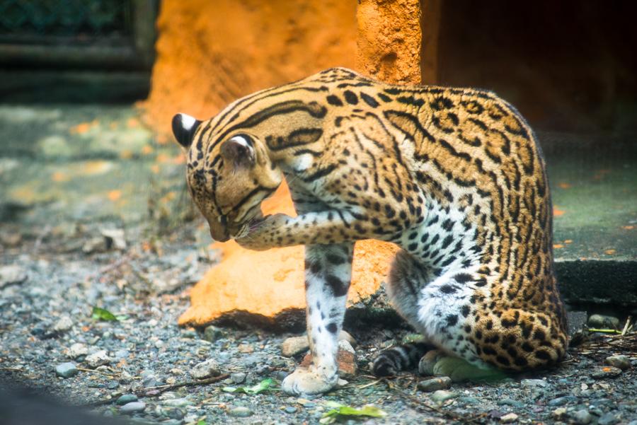 Leopardo Tigre, Bioparque los Ocarros, Villavicenc...