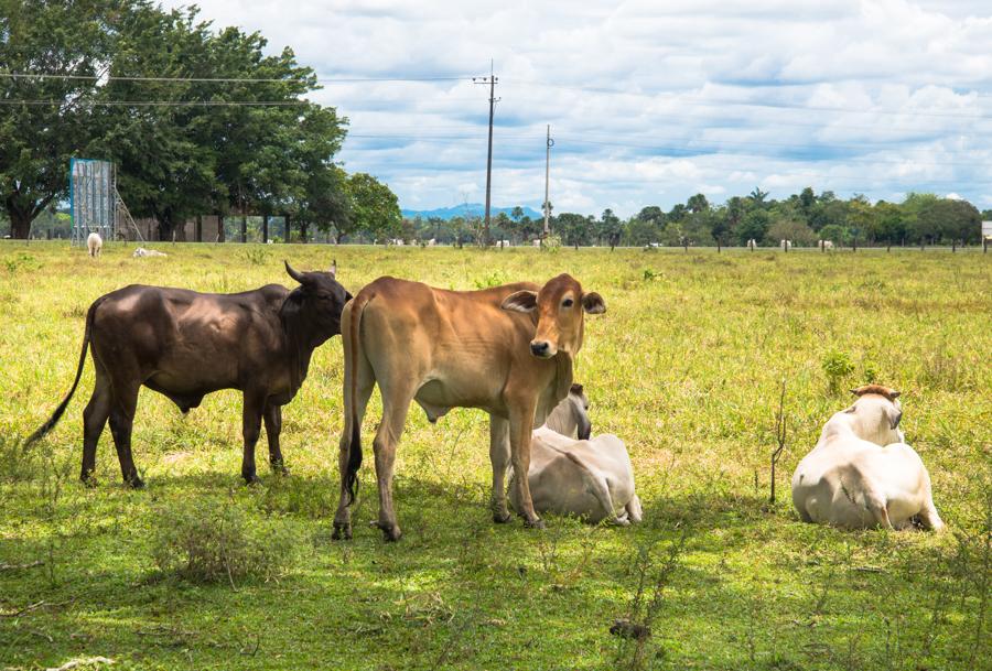 Ganado Bovino, Villavicencio, Meta, Colombia